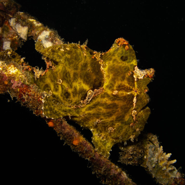 dive sites in Amed, Bali