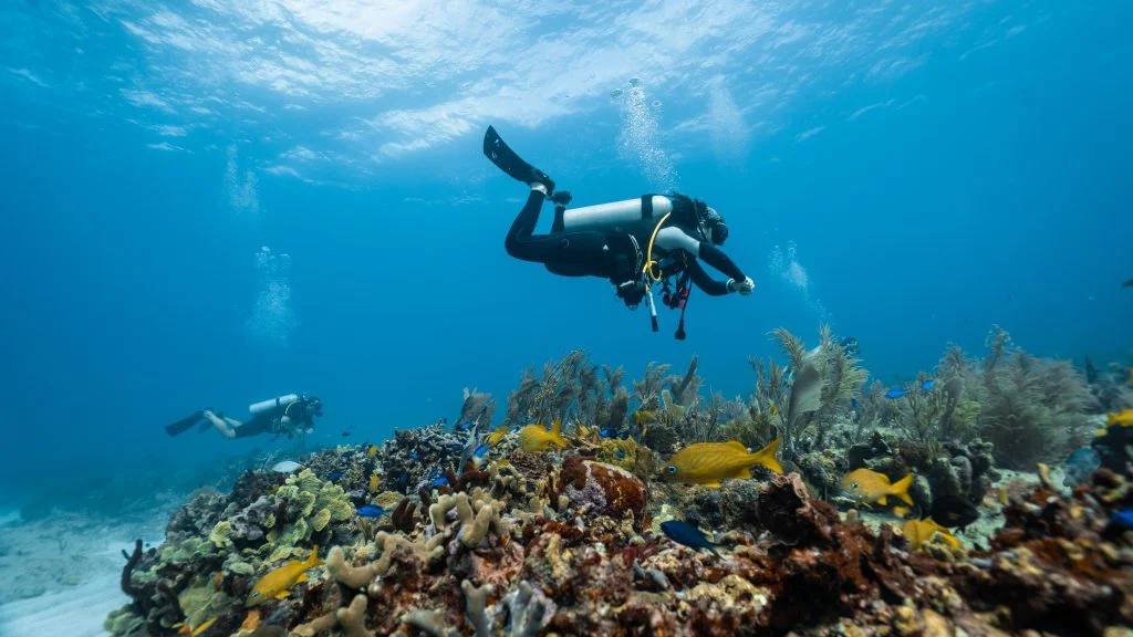 Divers exploring colorful coral reef in Bali with Bali Diversity