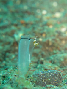 Tunicates and its symbiotic sexy shrimp