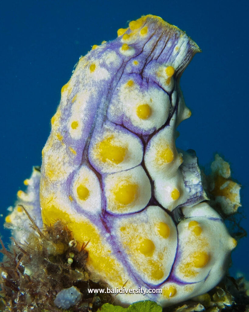 Tunicates, marine creatures in Amed Bali