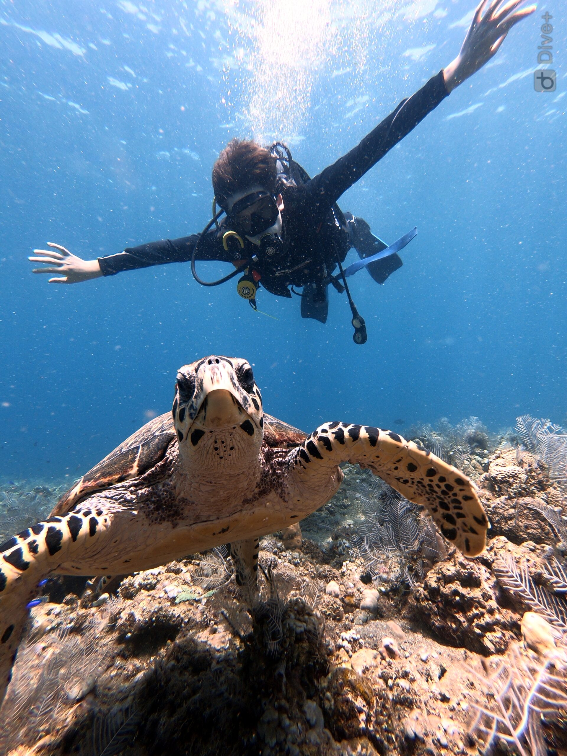 From your first breath underwater to exploring Bali’s incredible dive sites, Bali Diversity makes learning to dive exciting, safe, and unforgettable.
