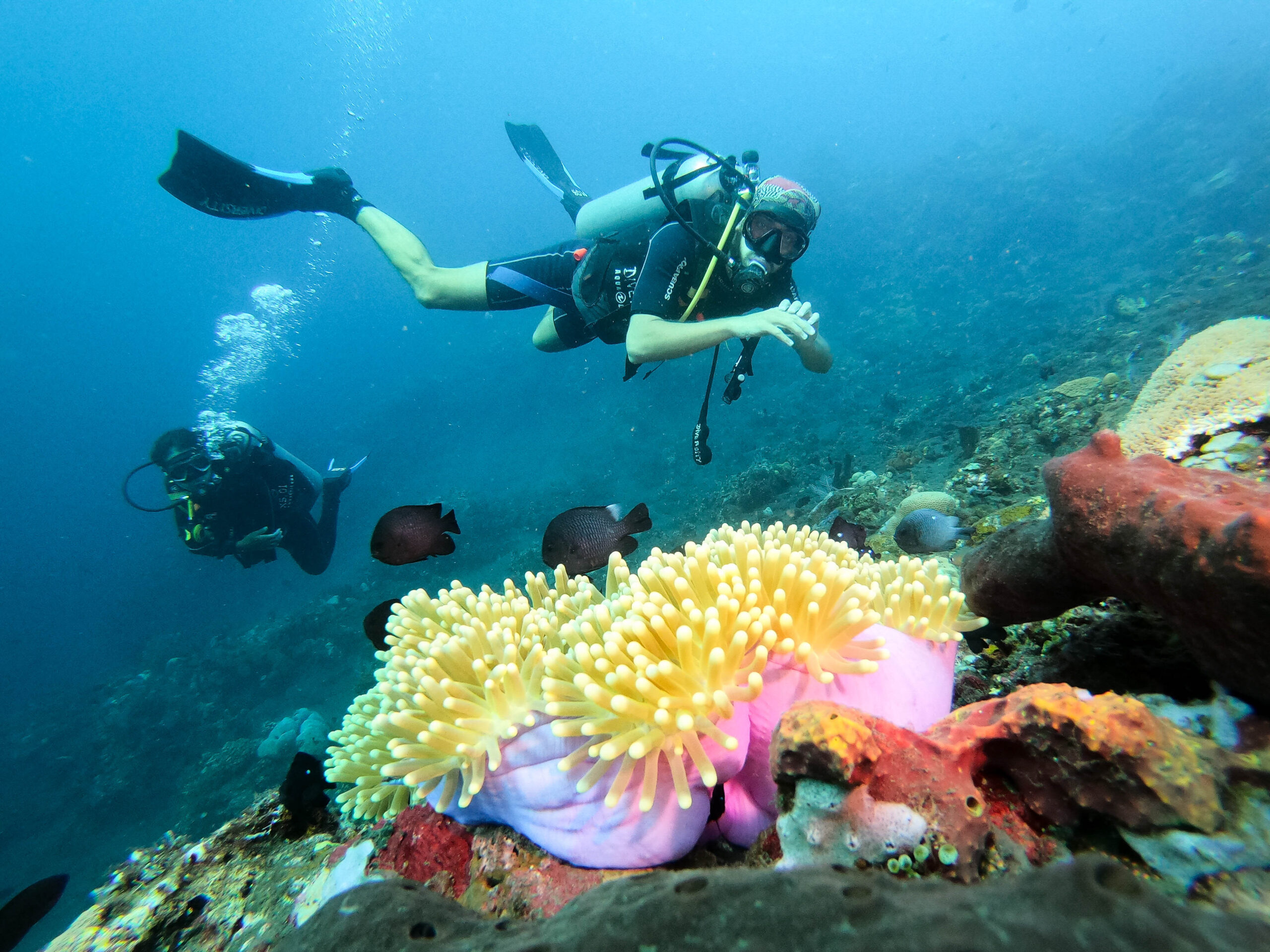 Upgrade your skills, boost your confidence, and enjoy every dive with supportive professional training in Bali.