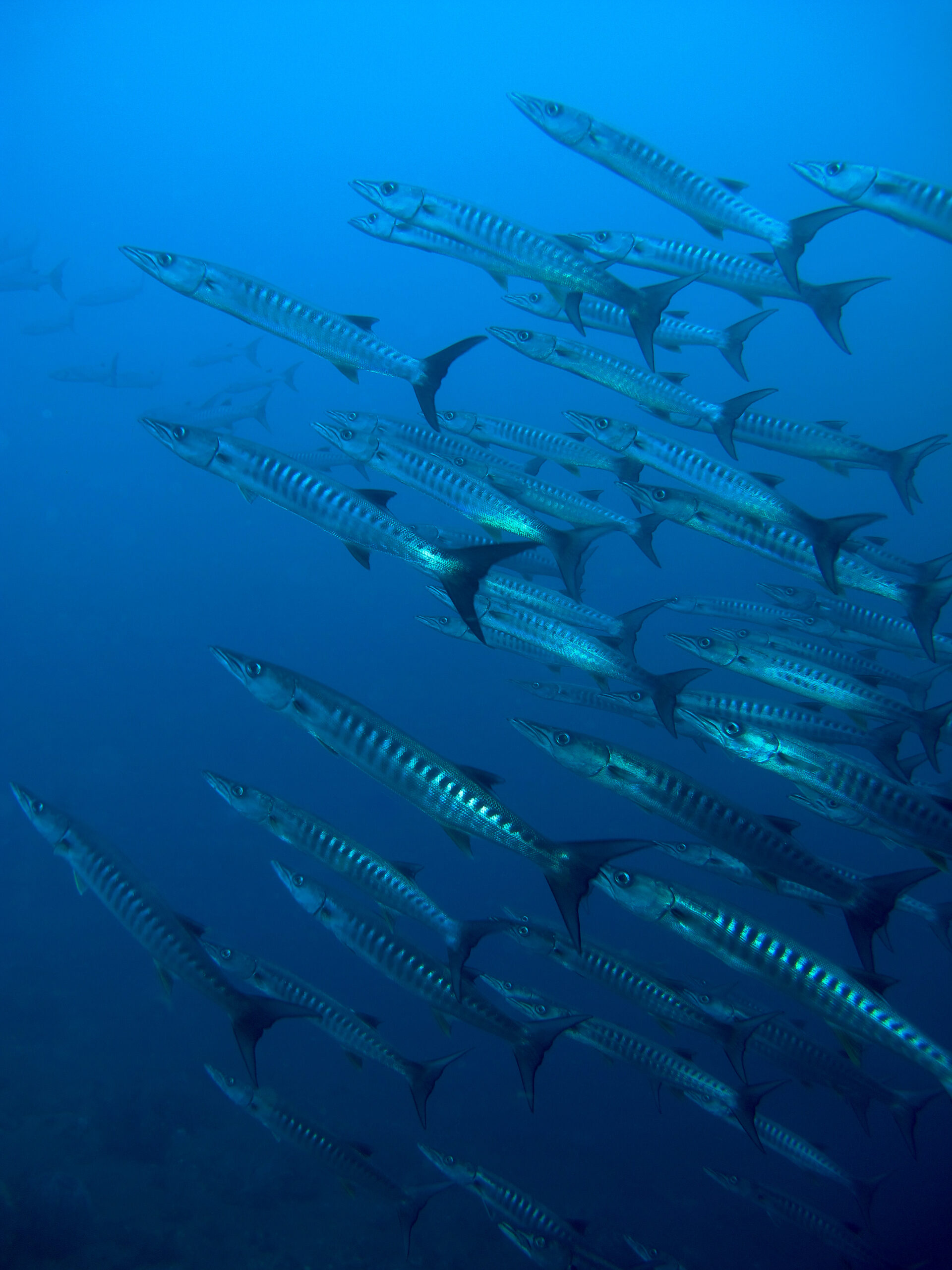 Feel the excitement as huge schools of barracuda surround you while diving Bali with Bali Diversity 5 Star PADI Dive Center.