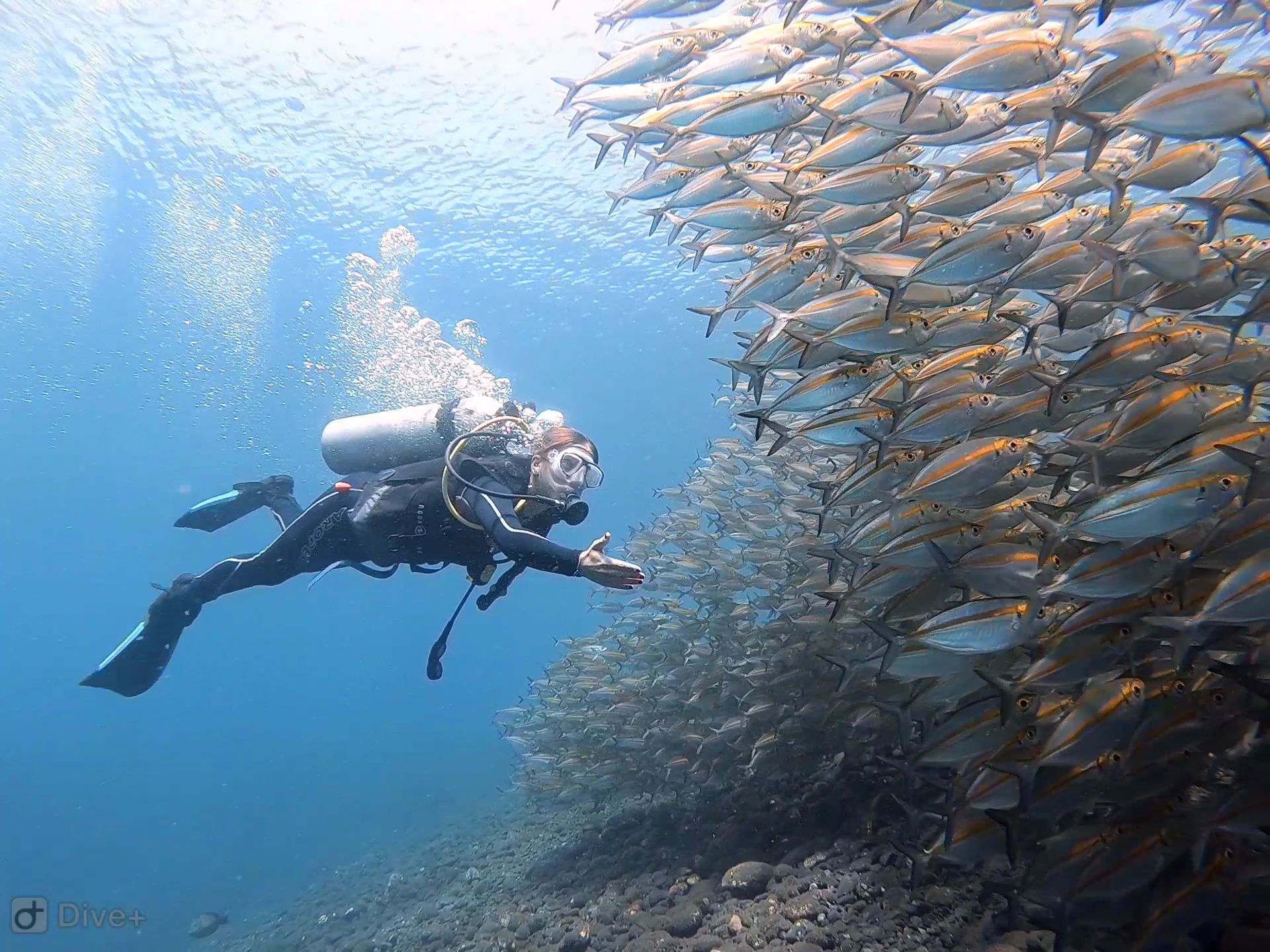 Diver swimming through massive school of fish in Amed with Bali Diversity 5 Star PADI Dive Center