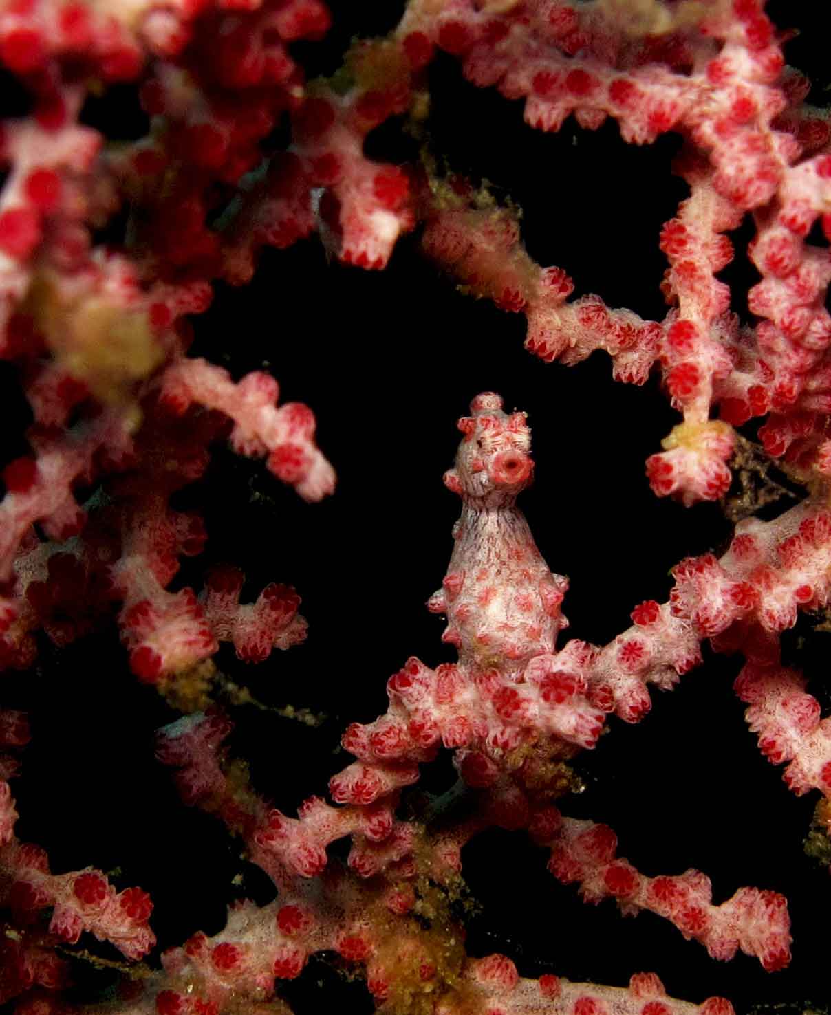 From tiny pygmy seahorses to rare critters, Bali Diversity takes you to the best macro sites in Amed, Seraya, Sidem and Tulamben.