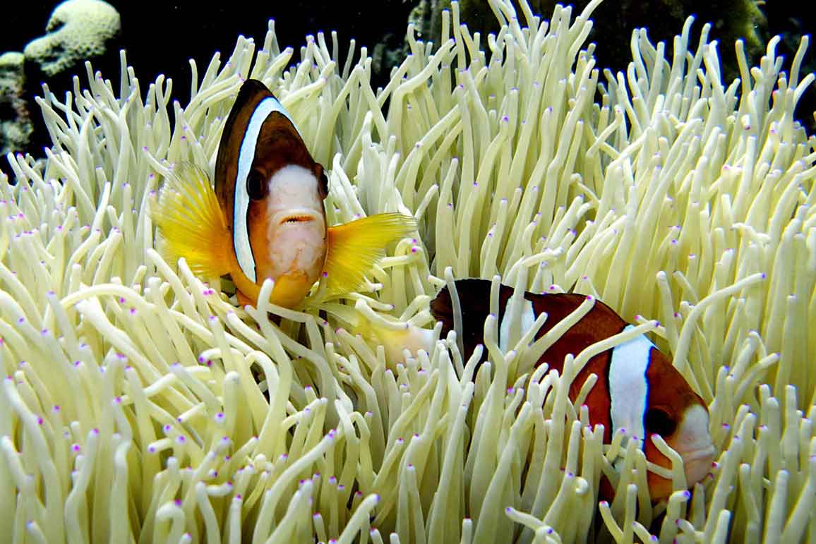 Say hello to Nemo as you learn to dive with Bali Diversity and explore the amazing marine world of Bali.