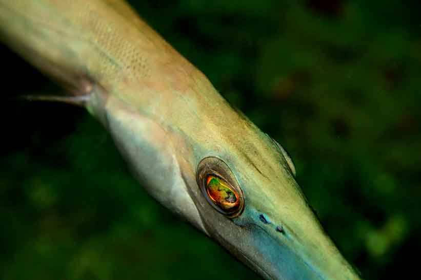Whether you love macro or wide-angle, Bali Diversity offers the perfect playground for passionate underwater photographers.