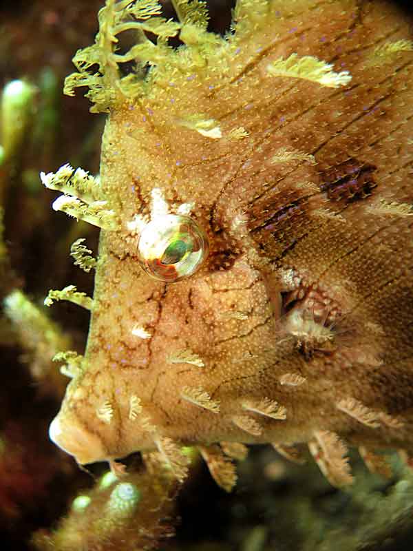 Train in crystal-clear waters filled with vibrant reef fish and coral life when you choose Bali Diversity for your PADI dive certification.