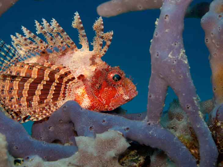 Dive Bali’s most colorful reefs and enjoy rich marine biodiversity with Bali Diversity in Amed, Seraya, Sidem and Kubu.