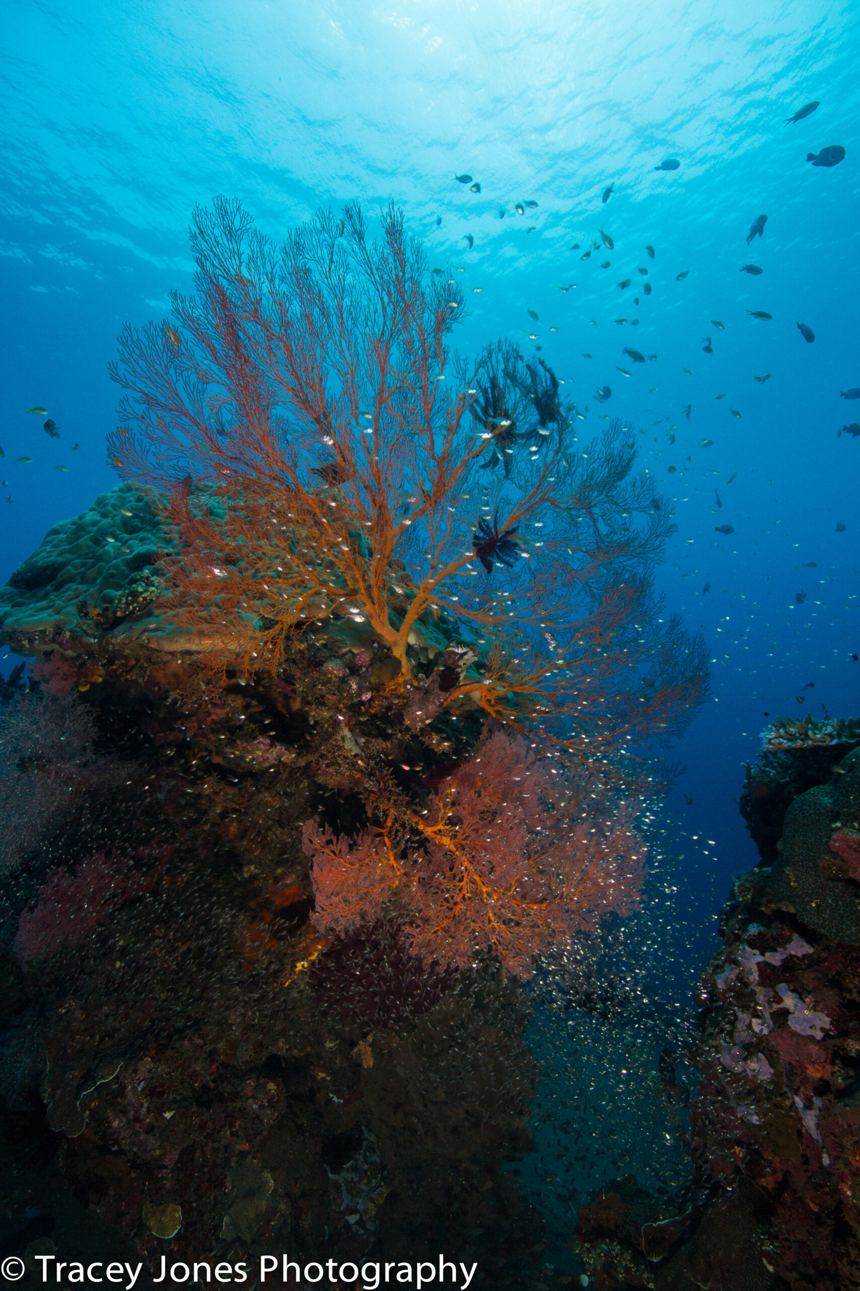 With calm conditions, stunning reefs, and abundant life, Bali Diversity offers the perfect place to earn your PADI certification.