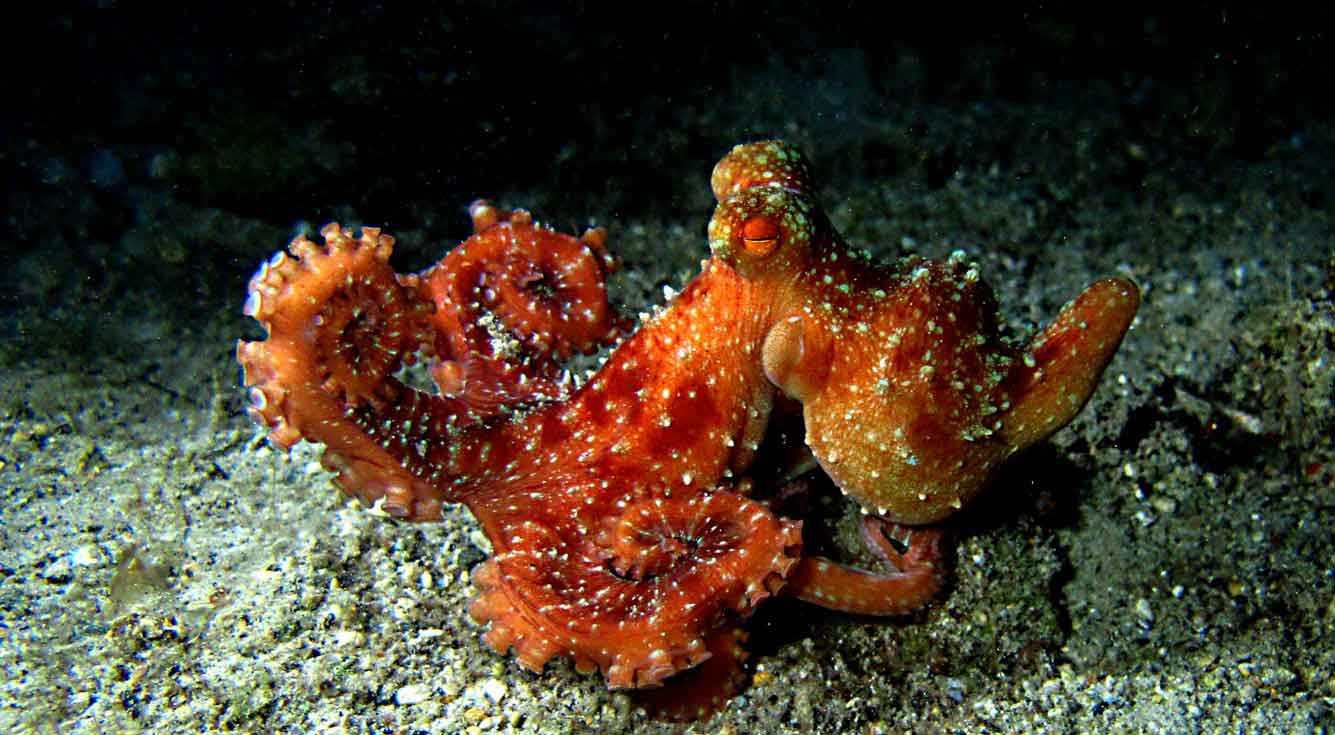 Discover octopus, crabs, shrimps and mysterious marine life on magical night dives with Bali Diversity.