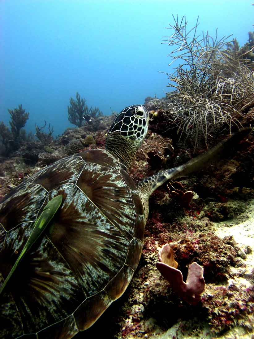 Experience magical turtle encounters while becoming a certified PADI diver with Bali Diversity in Amed and Tulamben.