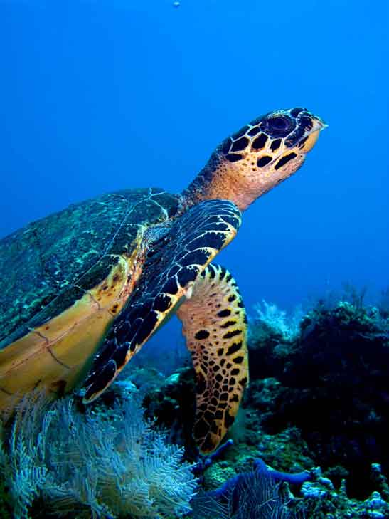 Meet friendly turtles while fun diving Amed and Tulamben with Bali Diversity, your trusted 5 Star PADI Dive Center.