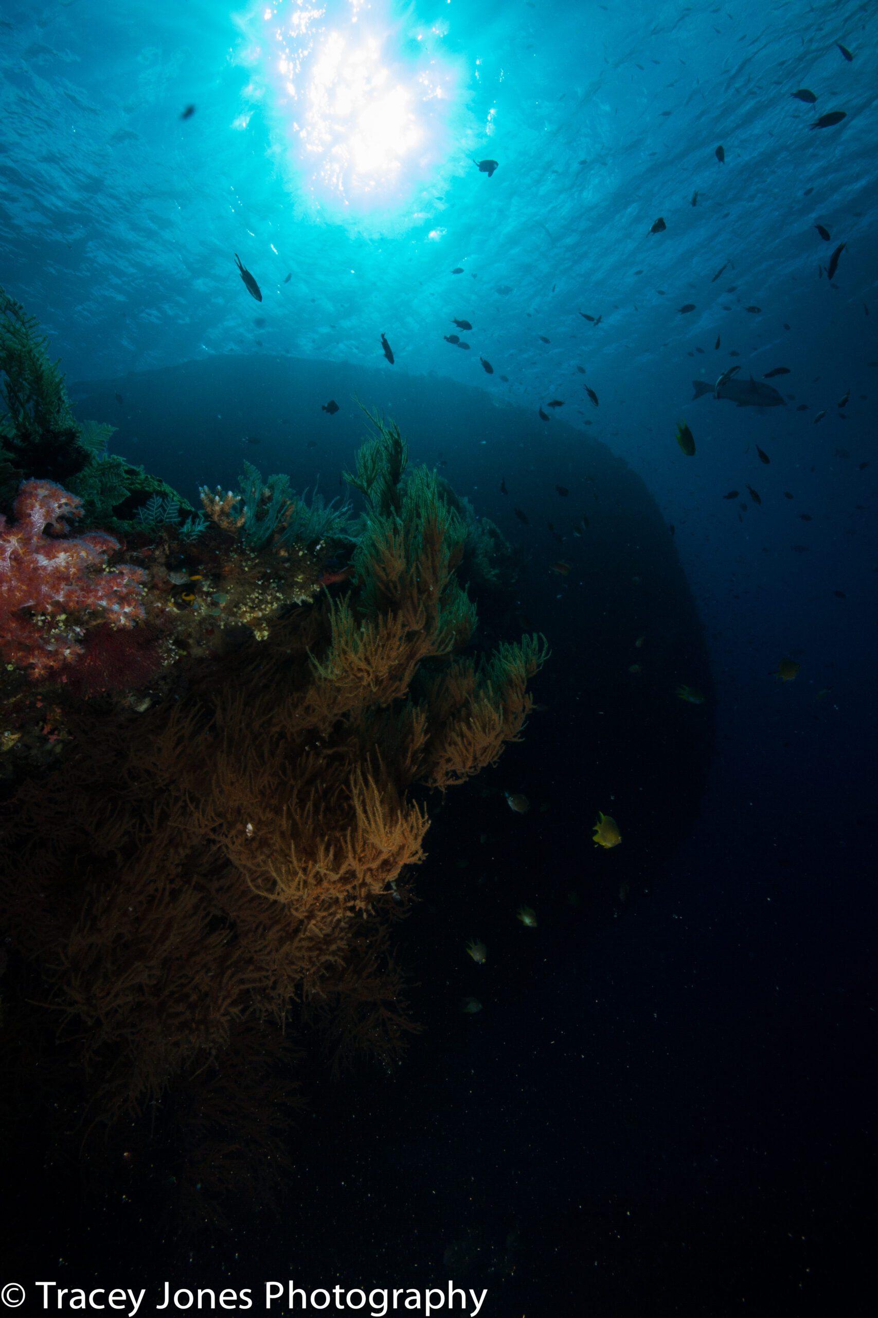 Dive the famous WWII wreck of the USAT Liberty with Bali Diversity