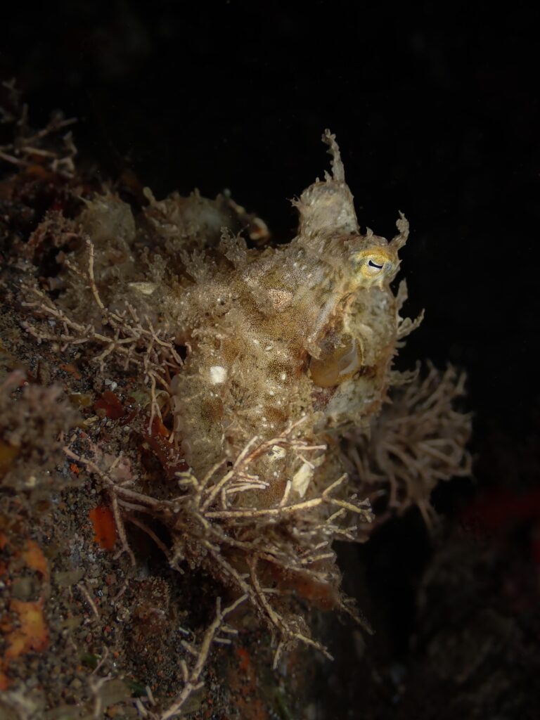 Algae Octopus (Abdopus aculeatus) camouflaged among algae and rubble on the seabed in Bali.