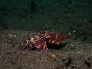 Blue-Ringed Octopus displaying bright blue rings on its body on the seabed in Bali.