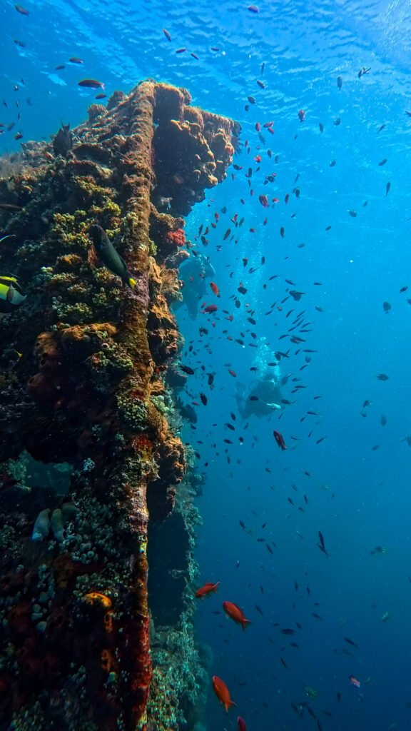 School of tropical fish swimming around the USAT Liberty shipwreck in Tulamben, Bali.