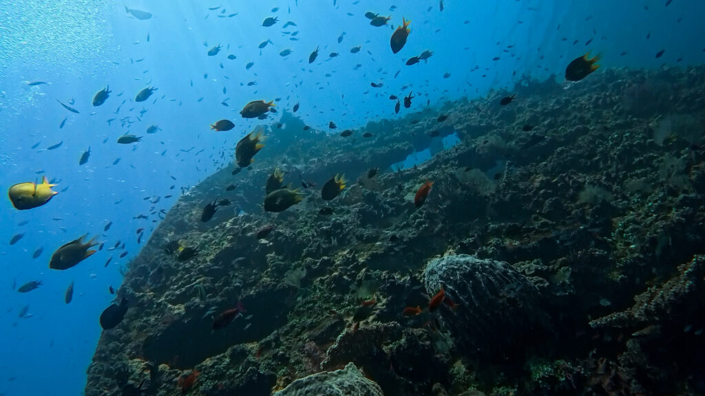 School of tropical fish swimming around the USAT Liberty shipwreck in Tulamben, Bali.