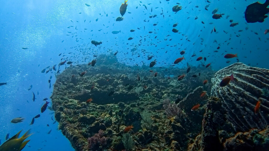School of tropical fish swimming around the USAT Liberty shipwreck in Tulamben, Bali.
