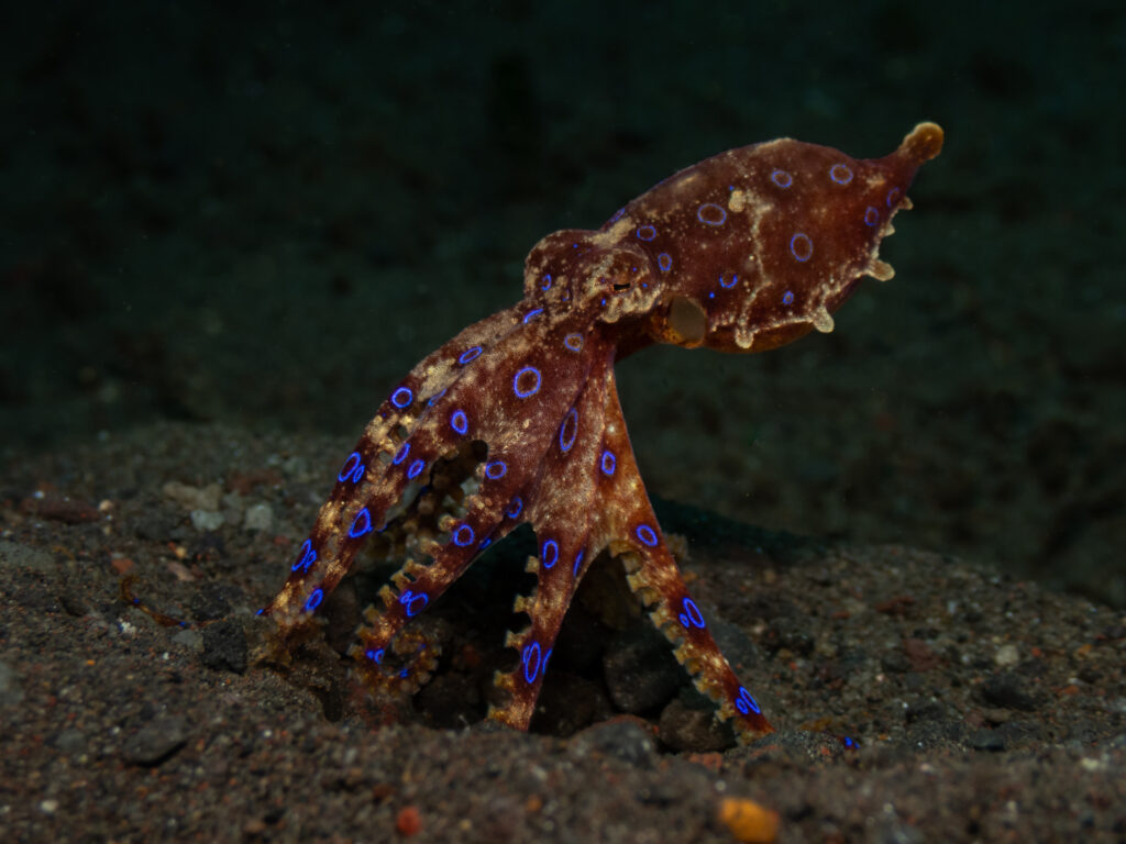 Blue-ringed octopus displaying vivid blue rings on its body underwater.