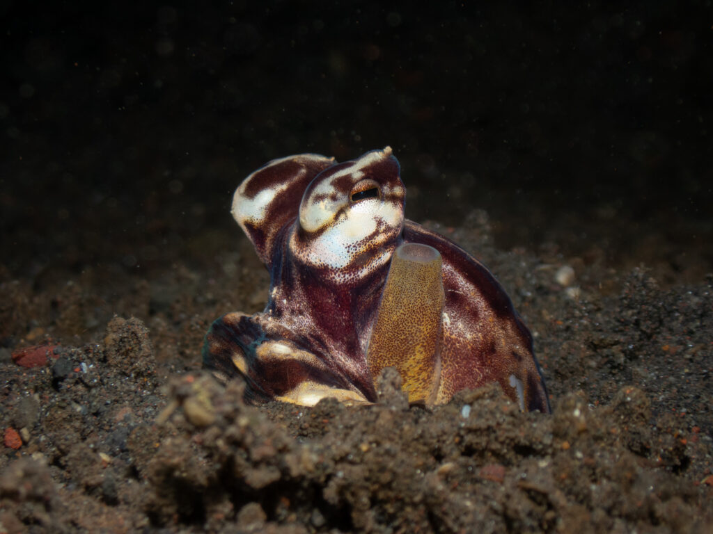 Mimic octopus on a sandy seabed in Bali.