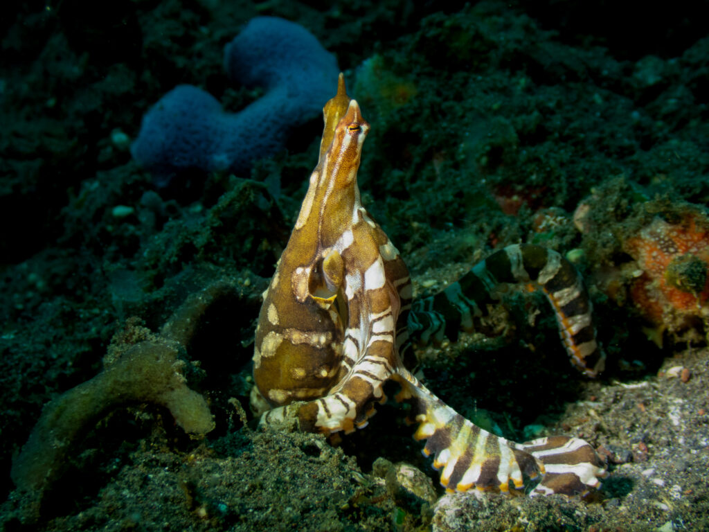 Mimic Octopus (Thaumoctopus mimicus) moving across the sandy seabed during a muck dive in Bali