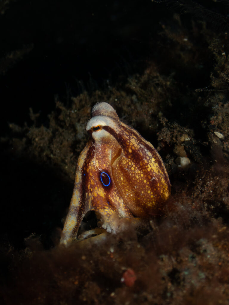Mototi Octopus (Amphioctopus mototi) displaying contrasting body markings underwater.