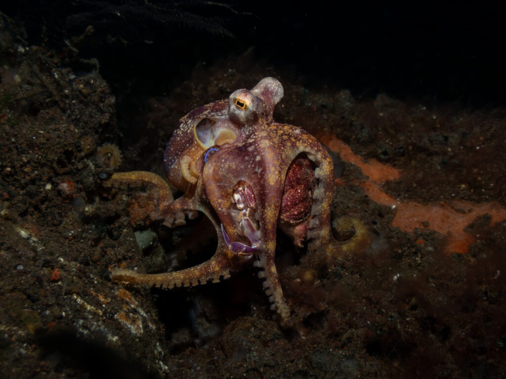 Mototi Octopus (Amphioctopus mototi) eating a crab on the seabed in Bali.