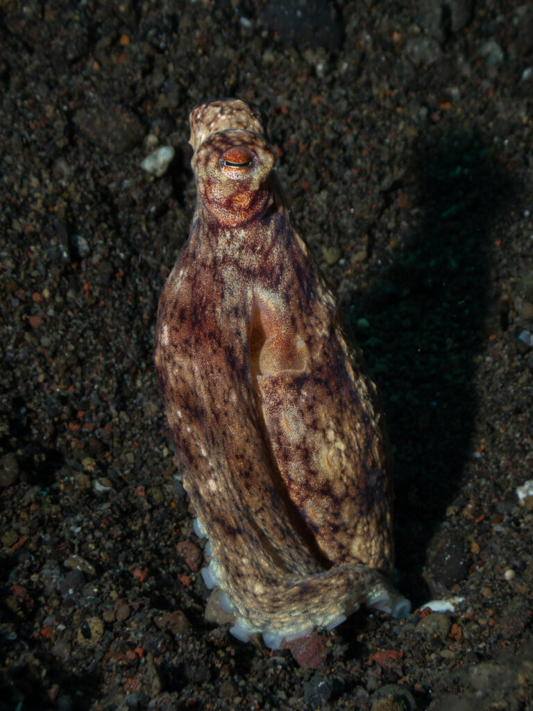 Long-arm Octopus extending its slender arms across the seabed in Bali.