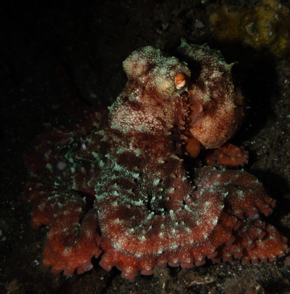 Starry Night Octopus displaying star-like spots on its dark body underwater in Bali.