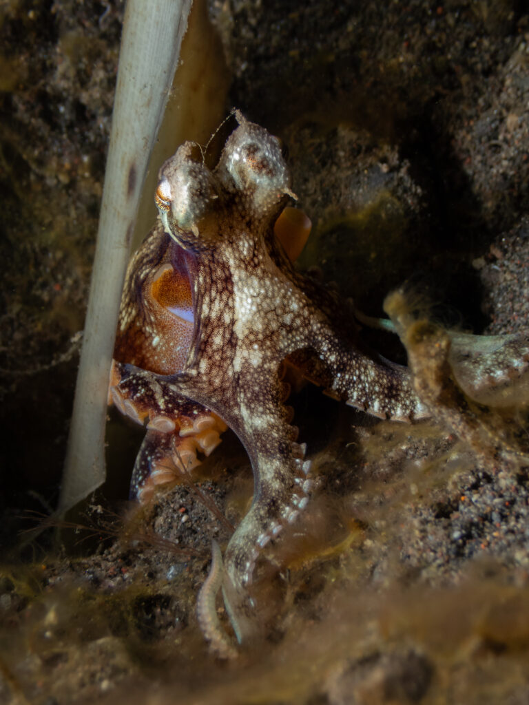 Coconut Octopus (Amphioctopus marginatus) sheltering among shells on the seabed in Bali.