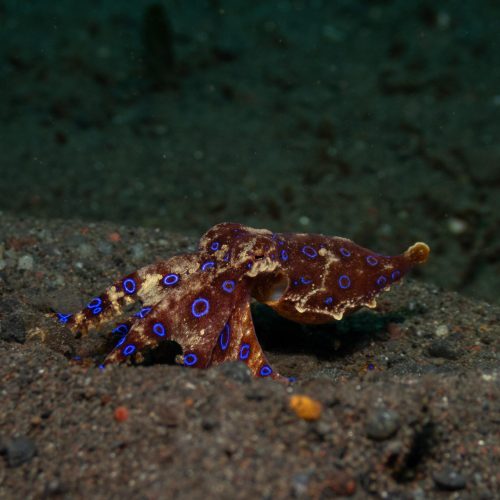 Blue-Ringed Octopus displaying bright blue rings on its body on the seabed in Bali.