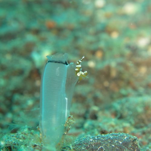 Tunicates – 10 Fun Facts about our Marine Ancestors