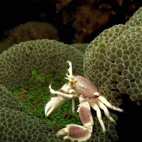 anemone-crab-macro-photography-kubu-fun-dive-balidiversity