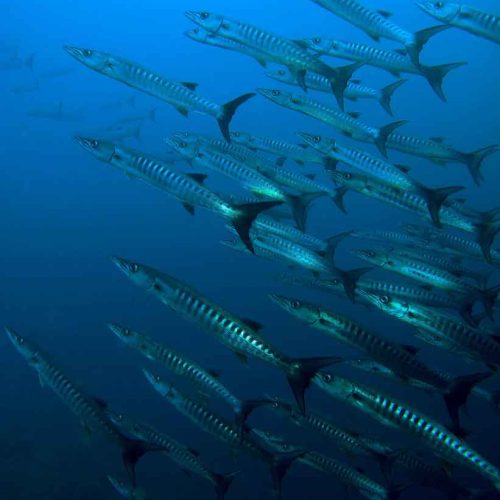 barracuda-schooling-kubu-fun-dive-balidiversity