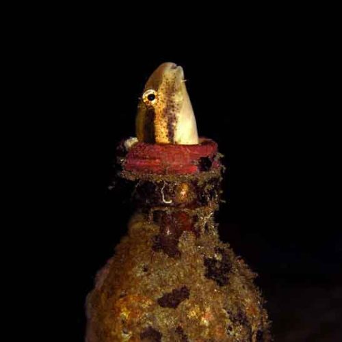 blenny-in-bottle-fun-dive-padangbai-bali-diversity