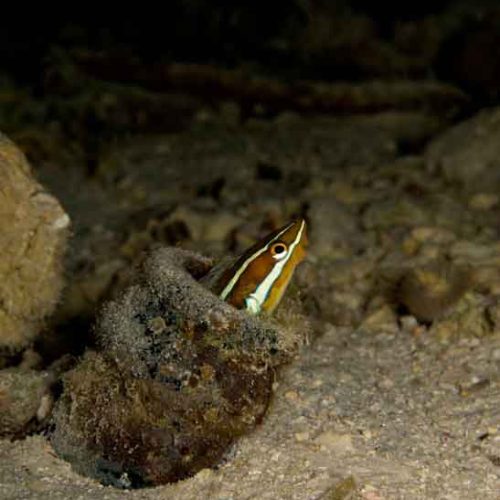 blenny-photography-animal-behaviour-fun-dive-padangbai-balidiversity