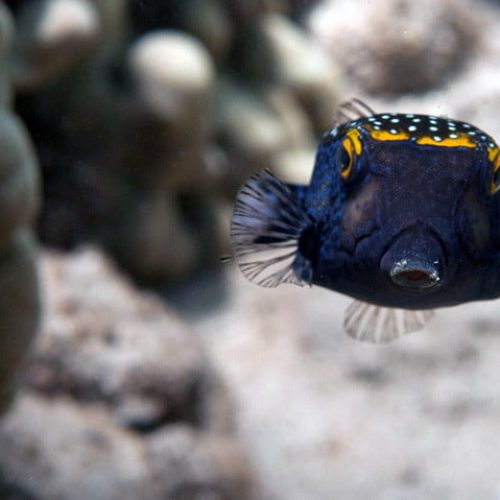 boxfish-photography-kubu-fun-dive-balidiversity
