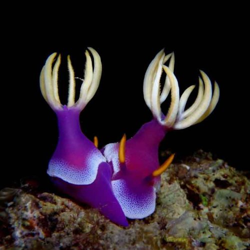 bullocki-nudibranch-mating-macro-photography-seraya-amed-bali-diversity