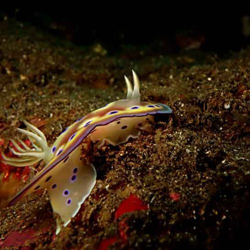 chromodoris-coi-climbing-nudibranch-photography-macro-padangbai-bali-diversity