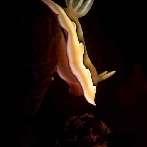chromodoris-nudibranch-macro-photography-fun-dive-padangbai-bali-diversity