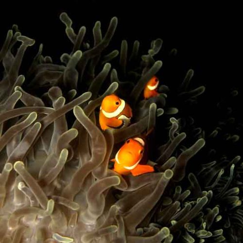 clown-anemonefish-coral-graden-tulamben-fun-diver-balidiversity