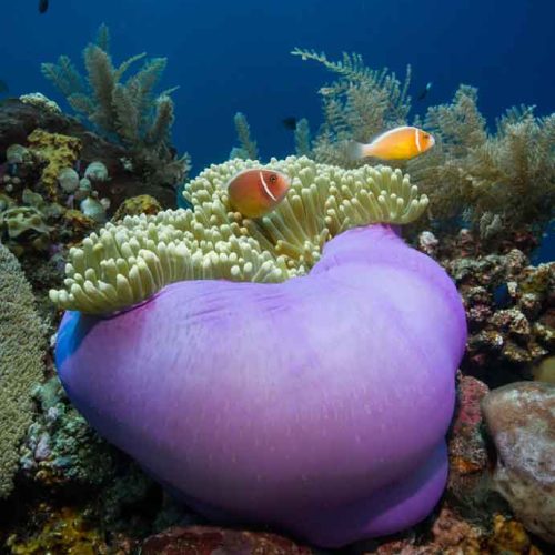 Explore our colorful reefs with our Fun Dive Packages at Bali Diversity, Amed