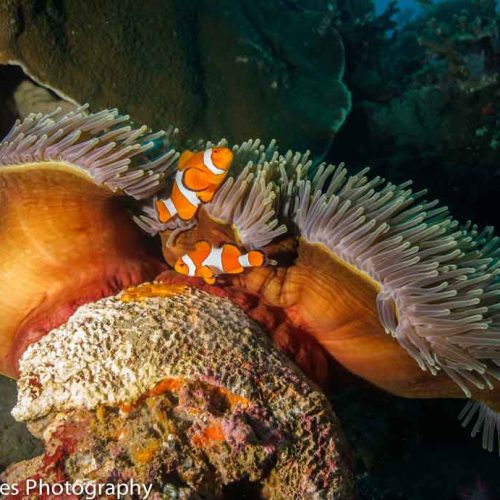 clown-anemonefish-reef-pristine-gili-selang-photography-wide-angle-amed-bali-diversity