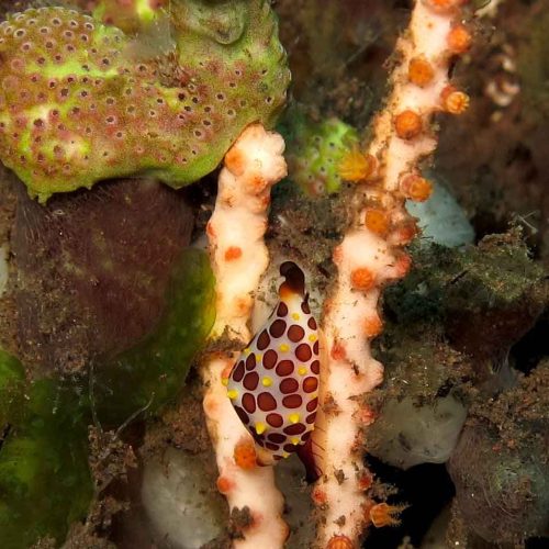 cowrie-macro-photography-kubu-fun-dive-balidiversity