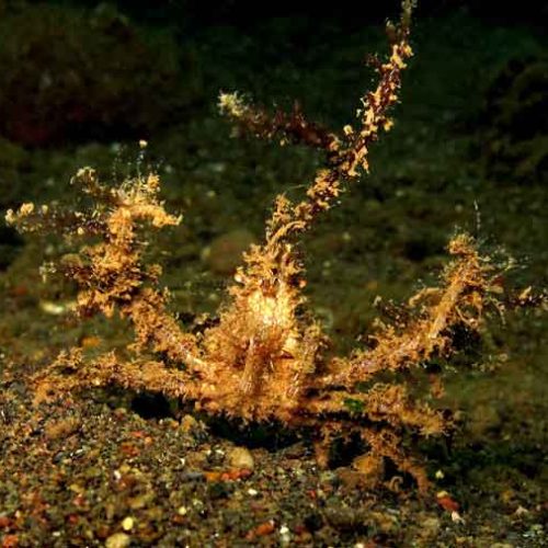 crab-macro-photography-fun-dive-seraya-balidiversity