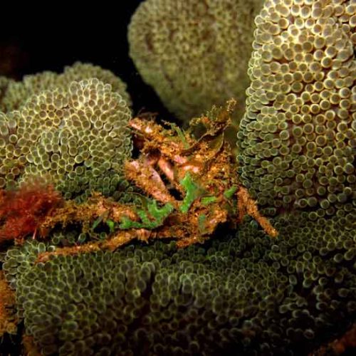 crab-photography-fun-dive-padangbai-bali-diversity