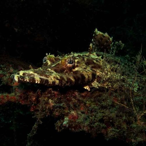 crocodilefish-kubu-fun-dive-balidiversity