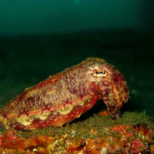 cuttlefish-fun-dive-padangbai-jetty-bali-diversity