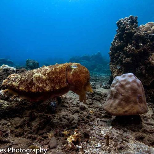 cuttlefish-gili-selang-shallow-reef-fun-dive-bali-diversity